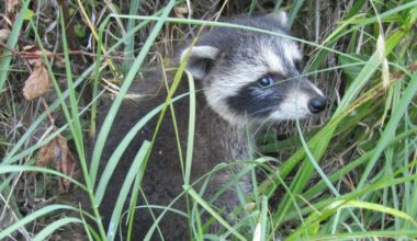 New clues hint at early signs of domestication in raccoons that feast on urban trash