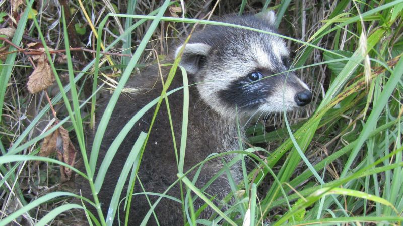 New clues hint at early signs of domestication in raccoons that feast on urban trash
