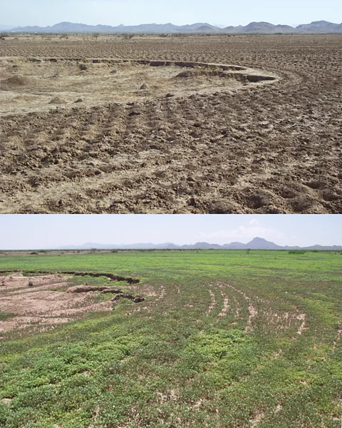 NMDOT Environmental In New Mexico ecologists hope to reverse desertification (Credit: NMDOT Environmental)