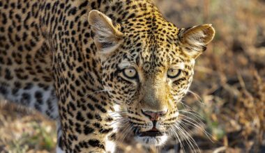 BBC One - Kingdom - Tracking a star: Life with Olimba, the leopard