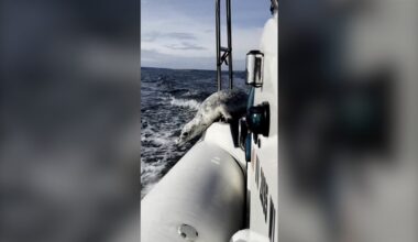 Seal climbs aboard boat to escape hunting orcas - BBC