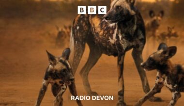 From Dartmoor to the plains of Zambia