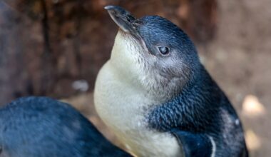 Lazzie, The World's Oldest "Fairy Penguin", Turns A Whopping 25