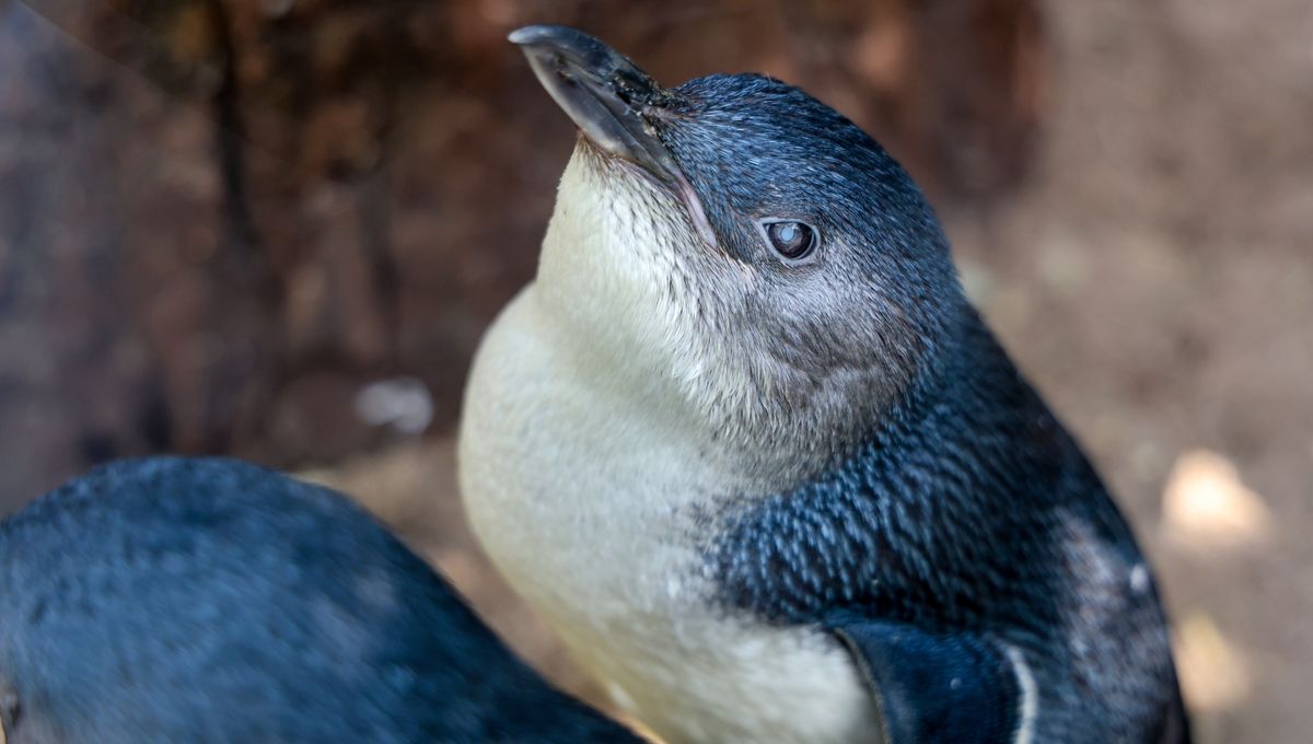 Lazzie, The World's Oldest "Fairy Penguin", Turns A Whopping 25