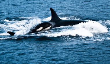 Photographer Captures Unprecedented Orca Birth In The Wild – A Rare Moment Caught On Camera