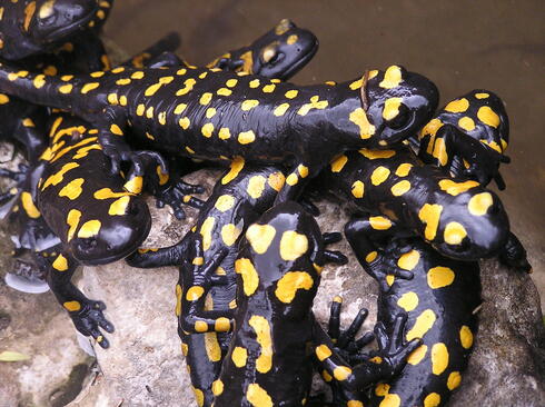 Rain has brought out the salamanders, but they are endangered