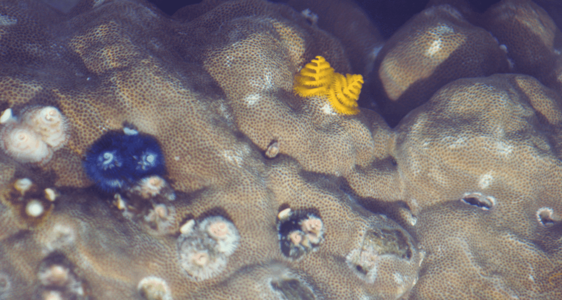 Rare Footage Reveals Mysterious Deep Sea Creatures In A Sunken Pacific Crater