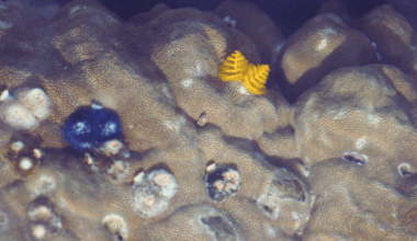 Rare Footage Reveals Mysterious Deep Sea Creatures In A Sunken Pacific Crater