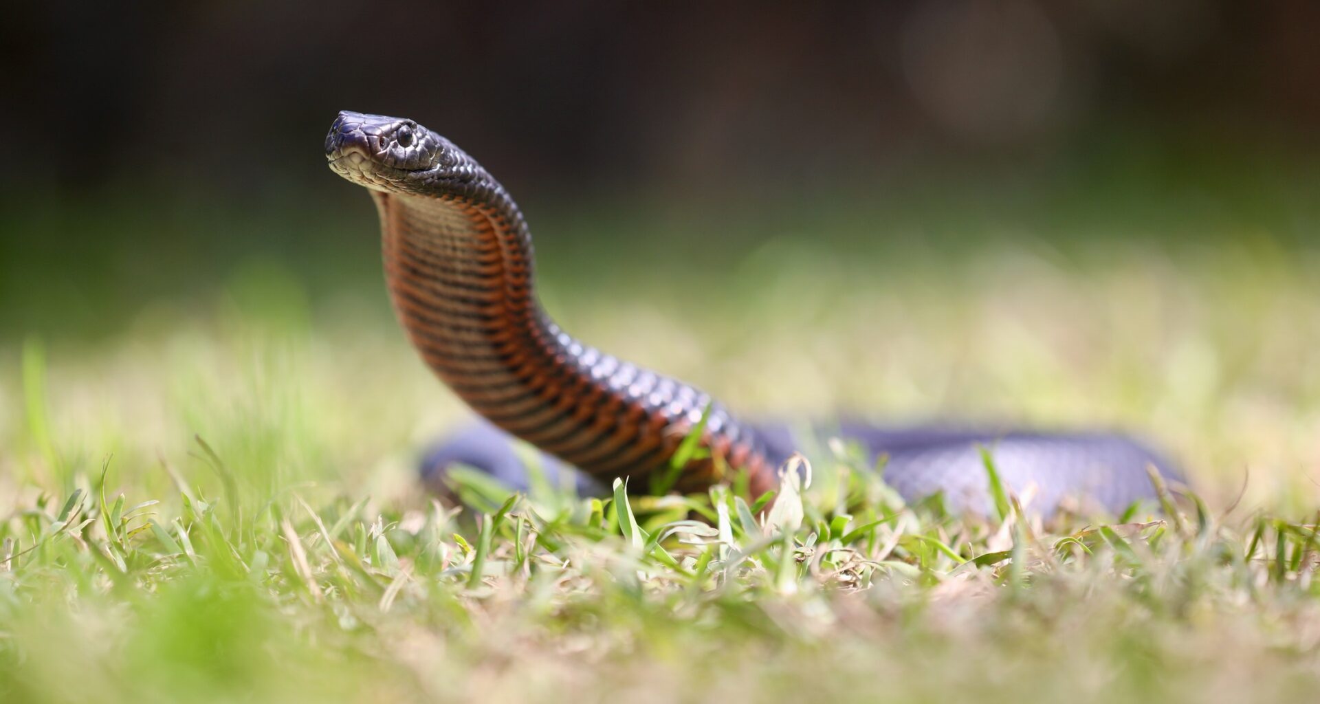 New app to take bite out of venomous incidents