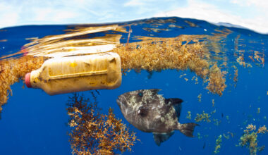 How much plastic can kill a seabird? Just six shreds of a popped balloon, new study finds : NPR