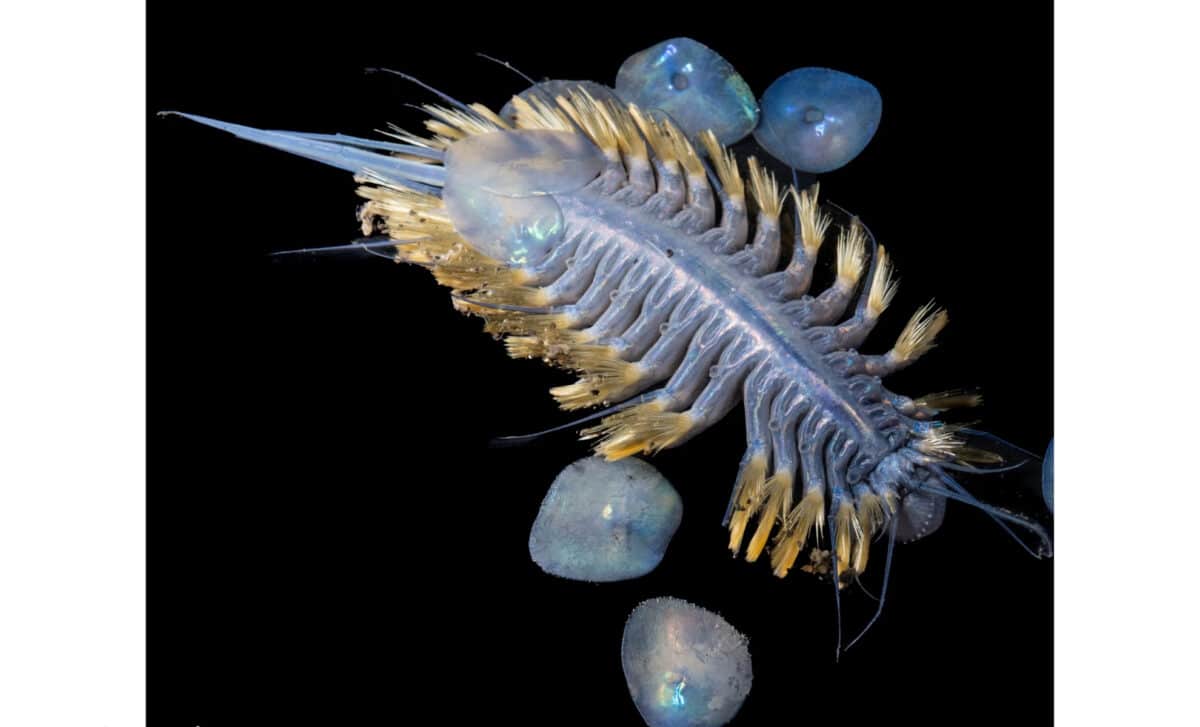 Scientists Found A New Iridescent Scale Worm