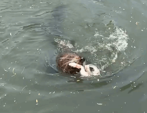 Seal v eel ends with a meal