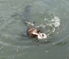 Seal v eel ends with a meal