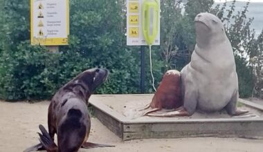 Sea lions on the move - and may be near you