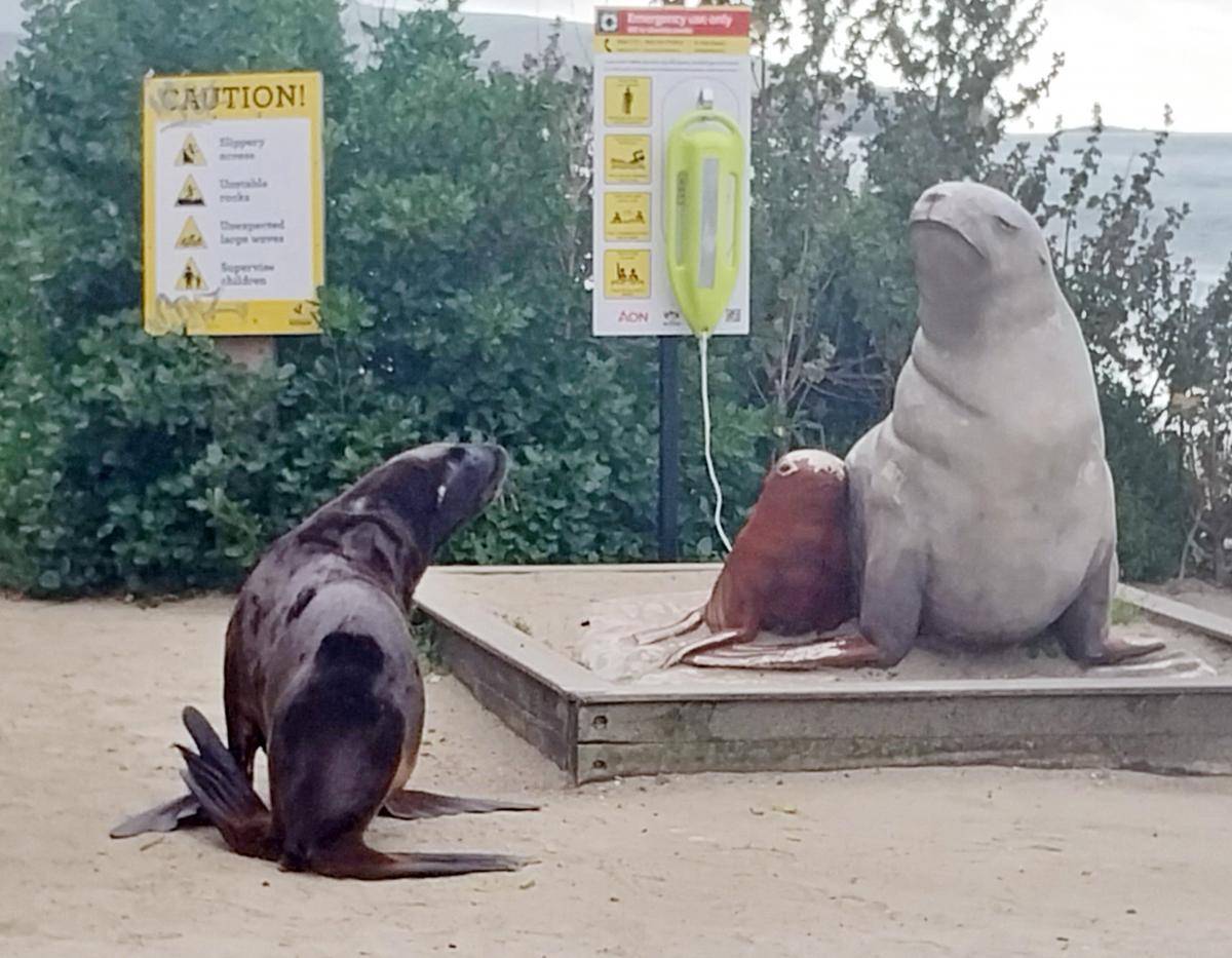 Sea lions on the move - and may be near you