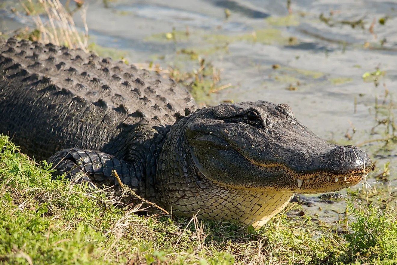 6 Most Alligator Filled Rivers In The United States