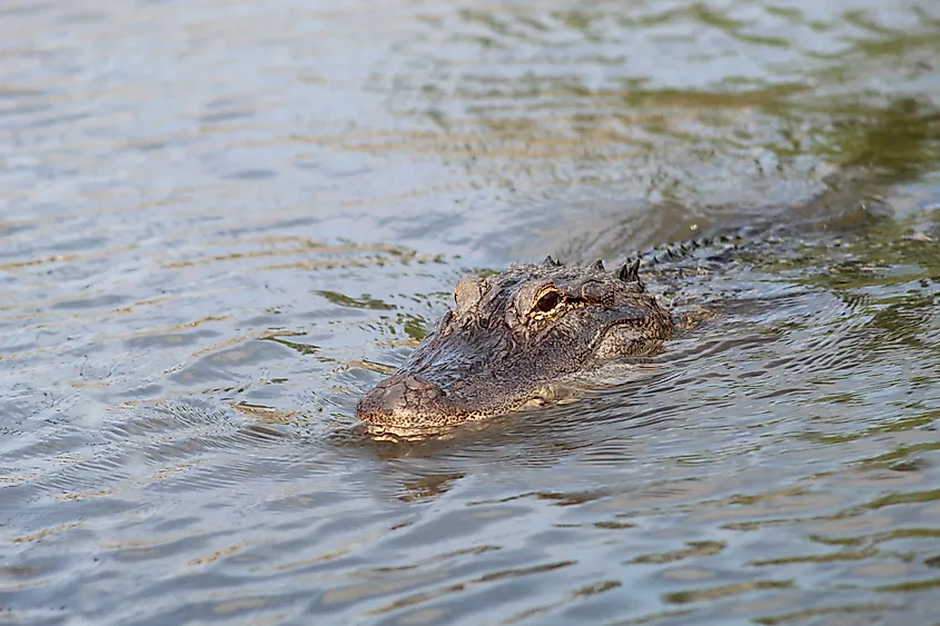 Alligator Swimming in Pearl River