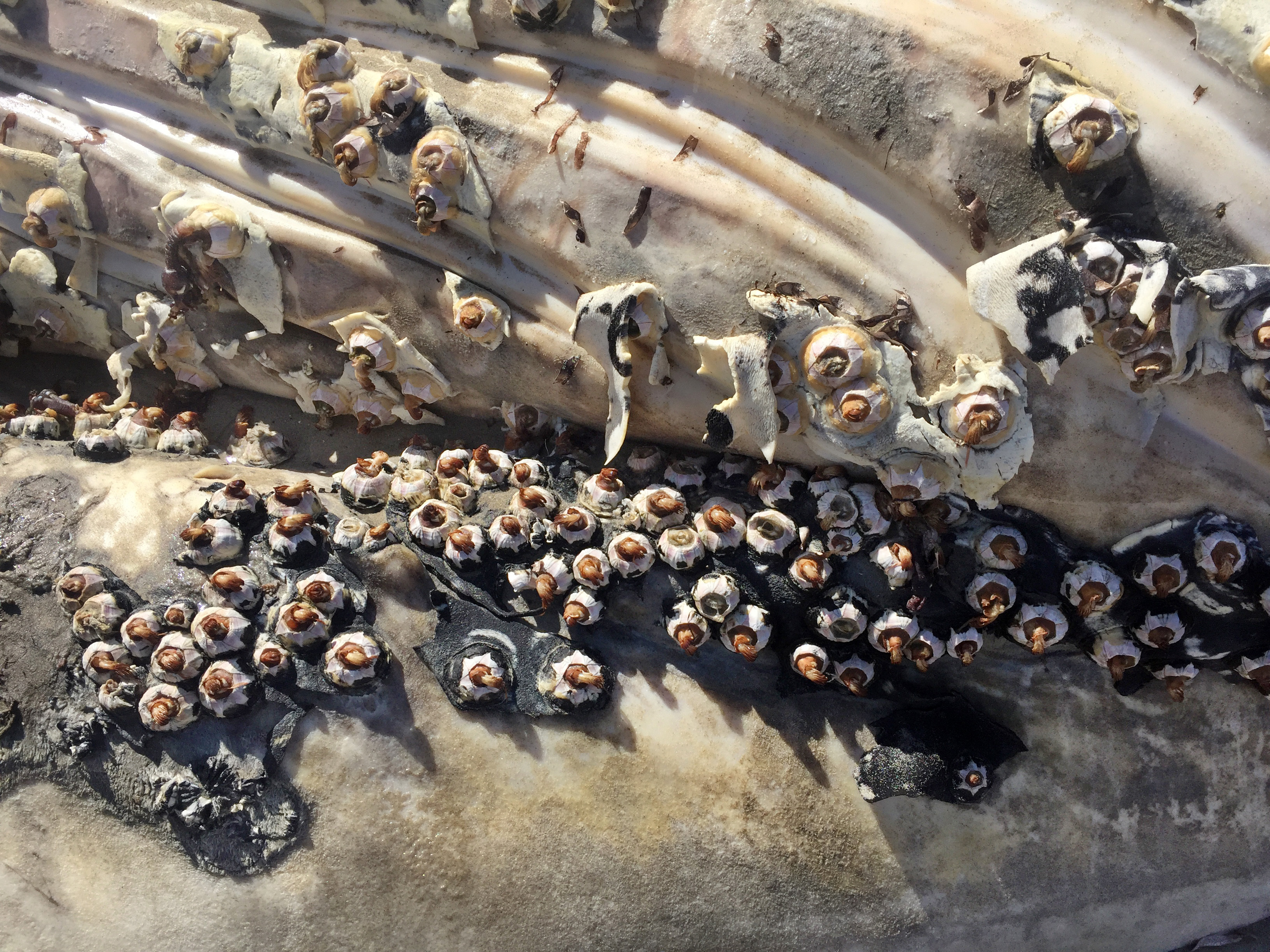 Close up of barnacles on a beached minke whale.