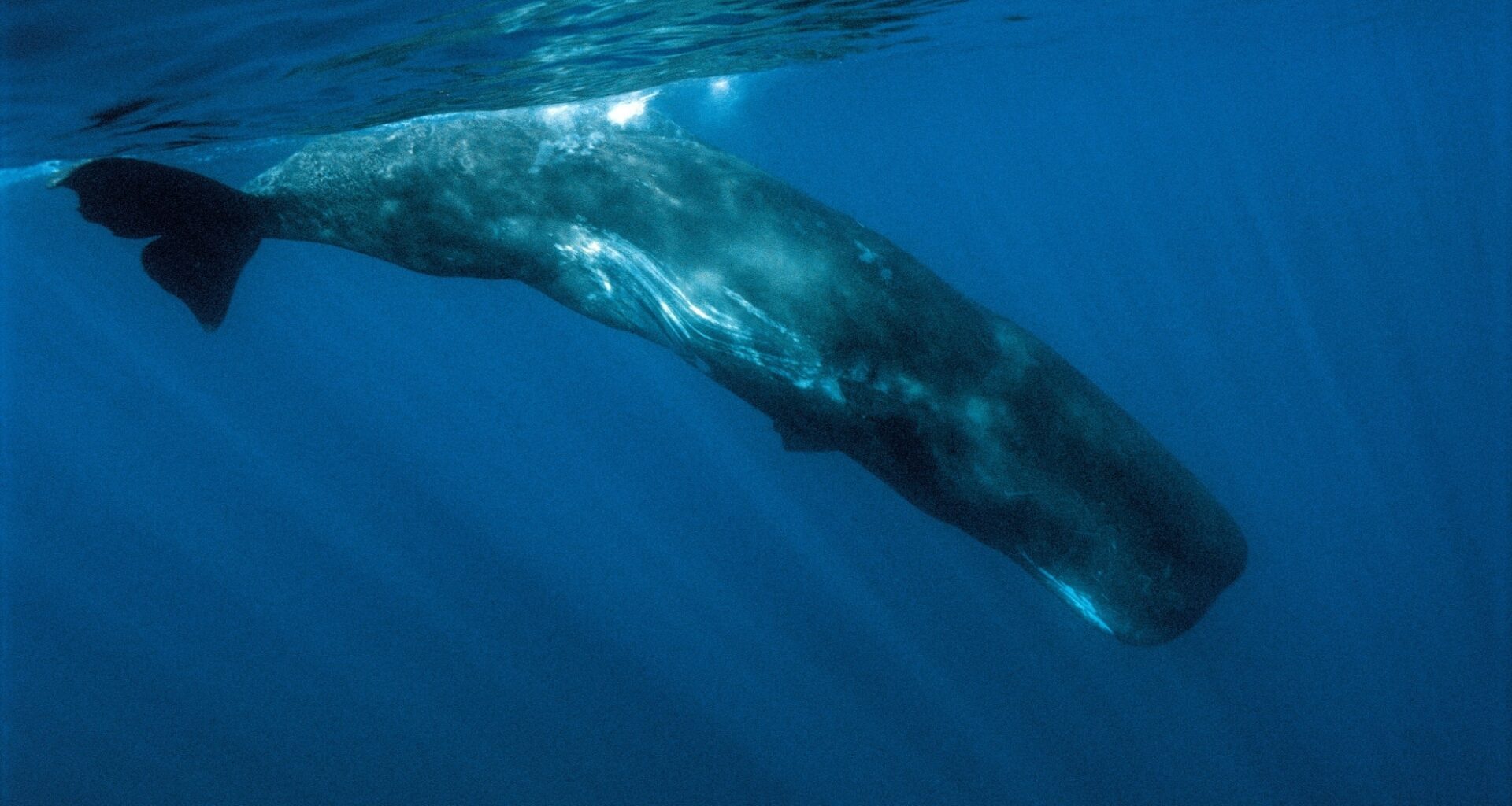 Sperm Whale