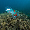 Plastic is suffocating coral reefs — and it's not just bottles and bags