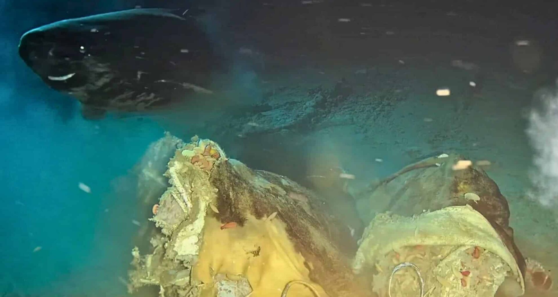 The Enormous Deep Sea Creature, Which Can Grow Up To Seven Metres In Length