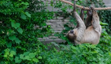 The wild history of enormous giant sloths and the mystery behind their disappearance