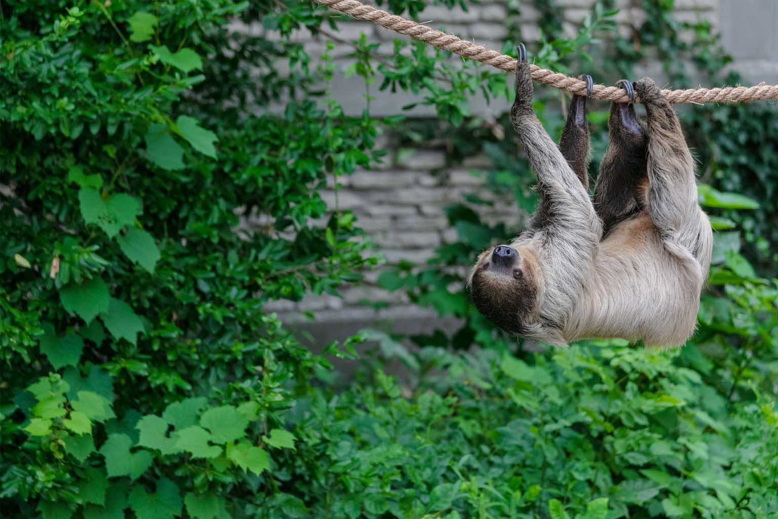 The wild history of enormous giant sloths and the mystery behind their disappearance