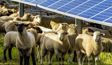 They placed 1,700 sheep among solar panels—and the animals’ unexpected behavior surprised researchers