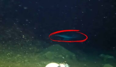 This Deep Sea Creature Wasn’t Supposed To Exist Here…