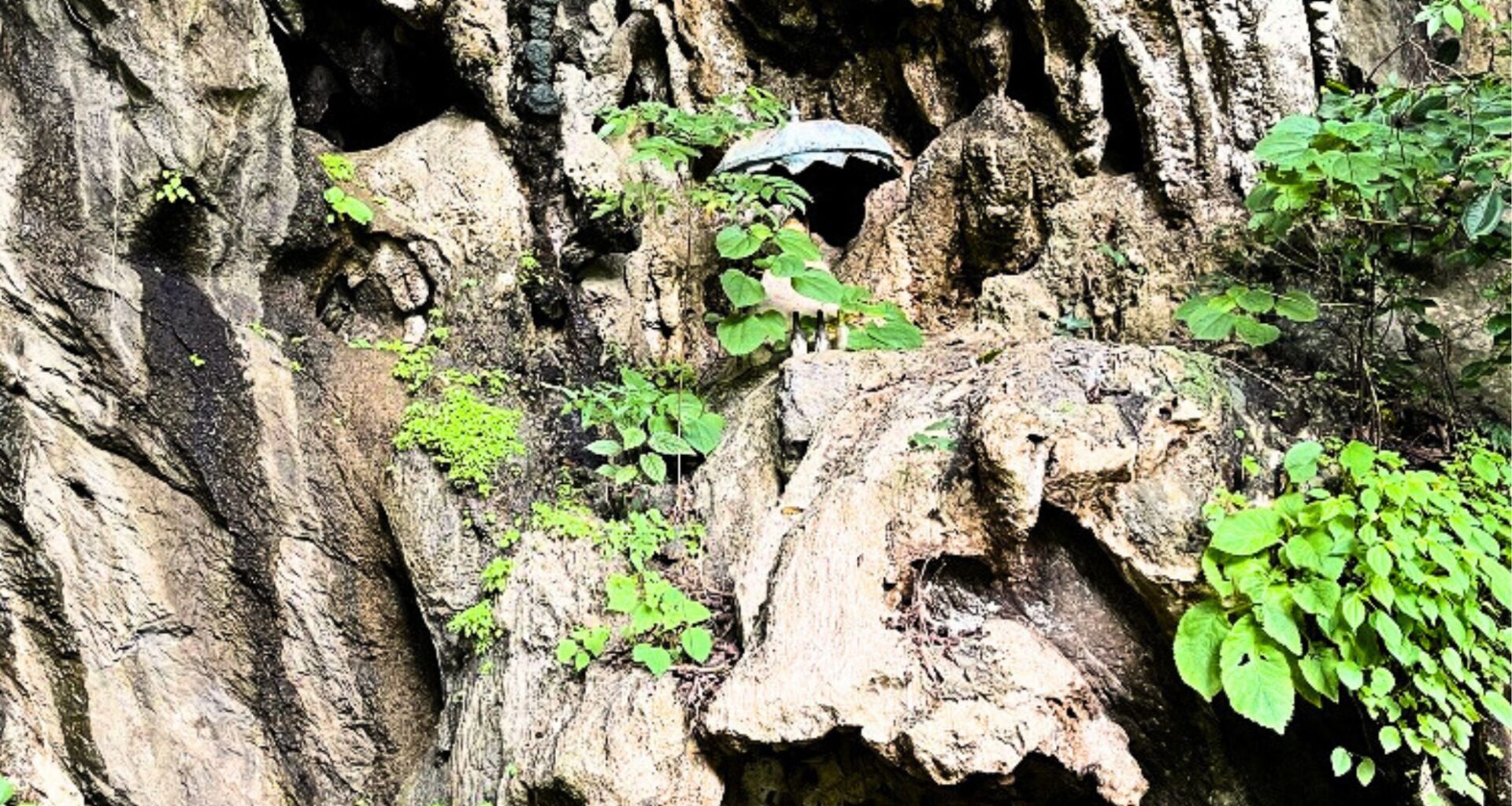 This Tiny, Armored Creature Lived In Total Darkness For Centuries