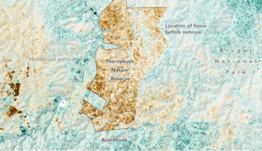 This map shows changes in canopy cover between 2017 and 2021 in and around Thornybush Nature Reserve in South Africa. The reserve is outlined and labeled, with Kruger National Park to the east and the town of Acornhoek to the south. Shades of brown and green indicate canopy cover change: brown areas show decreases in canopy cover (down to –10 percent), while green areas show increases (up to +10 percent). Thornybush Nature Reserve is mostly brown, indicating canopy loss due to the removal of fences and an increase in the elephant population.