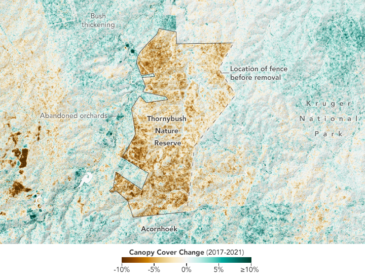 This map shows changes in canopy cover between 2017 and 2021 in and around Thornybush Nature Reserve in South Africa. The reserve is outlined and labeled, with Kruger National Park to the east and the town of Acornhoek to the south. Shades of brown and green indicate canopy cover change: brown areas show decreases in canopy cover (down to –10 percent), while green areas show increases (up to +10 percent). Thornybush Nature Reserve is mostly brown, indicating canopy loss due to the removal of fences and an increase in the elephant population.