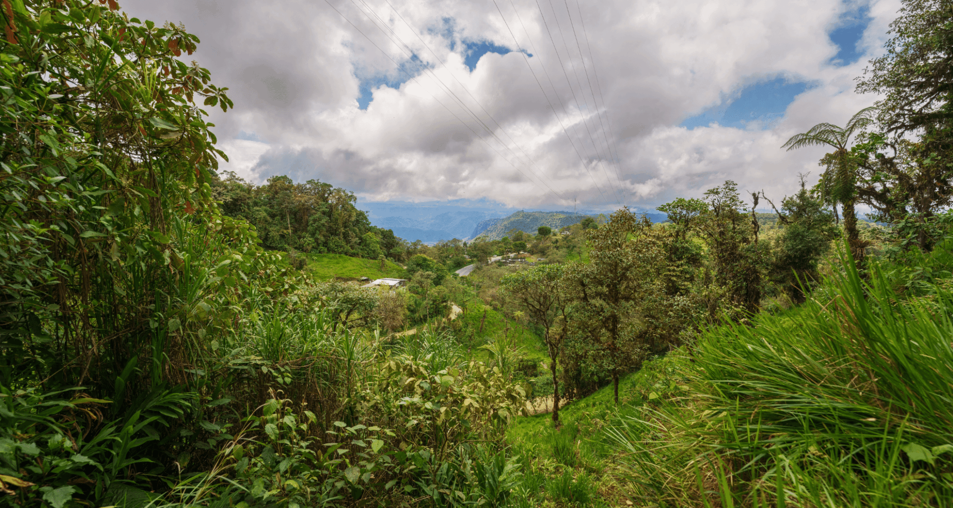 Trail Camera Catches Rare Footage Of Endangered Species In The Andes