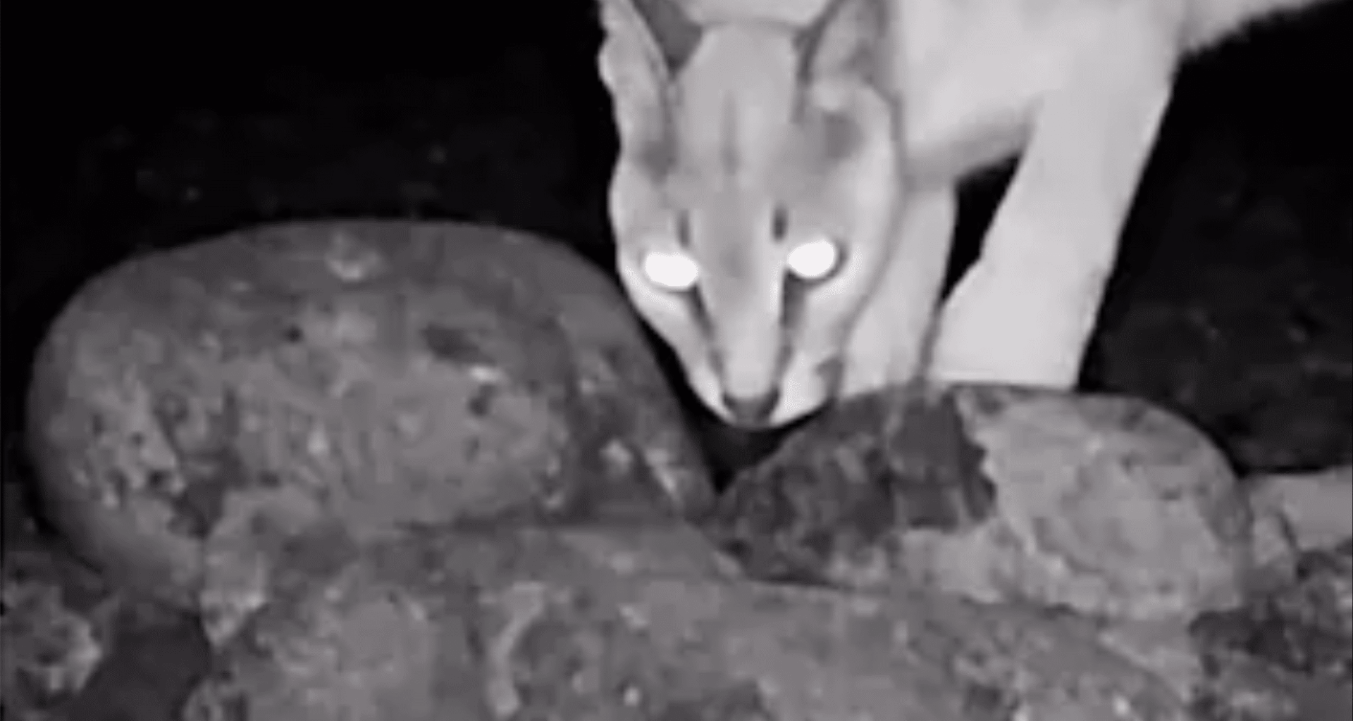 Trail Cameras Capture Rare Nocturnal Creature For The First Time In Decades