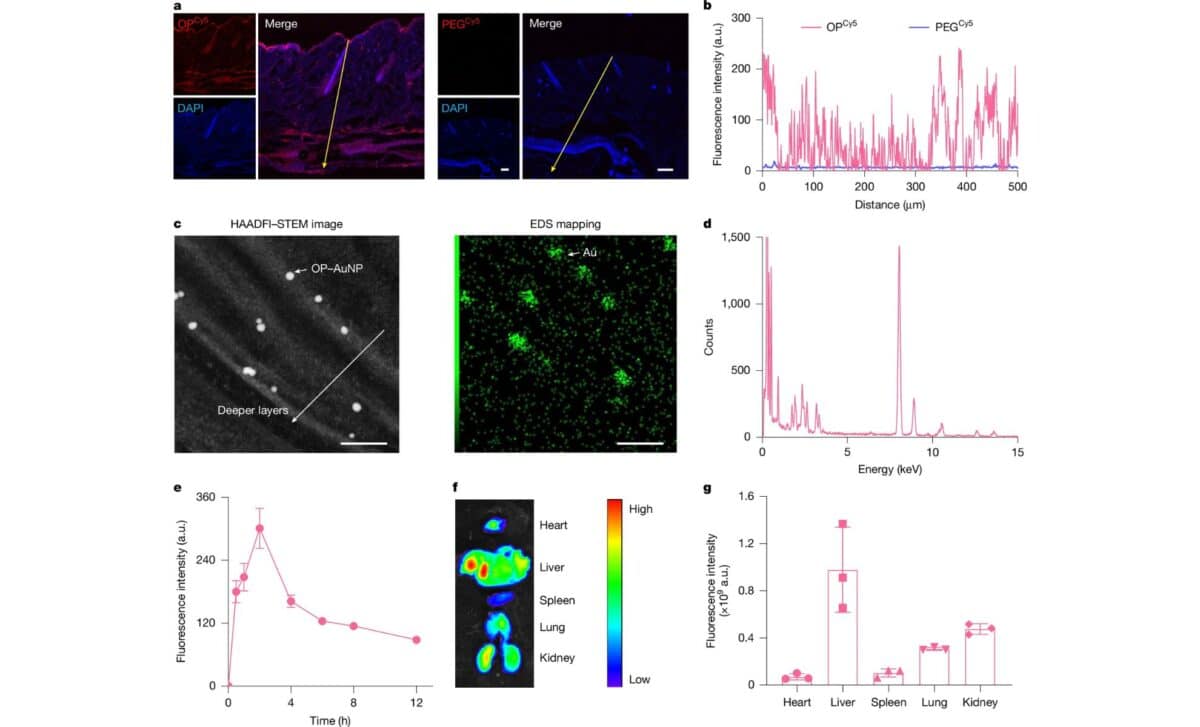 Transdermal Delivery And Distribution Of Opcy5 In Mouse Skin And Organs Clsm, Tem, And Fluorescence Imaging Analysis