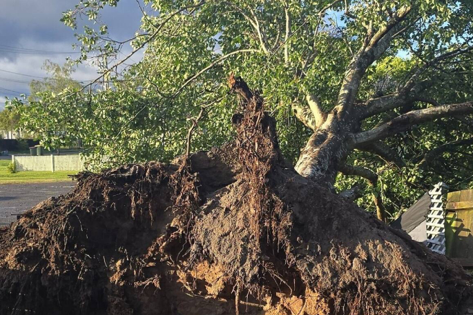 SunLive - Wild night: Trees down, roofs lifted in BOP