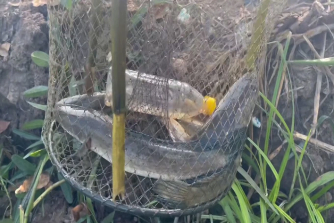 Trúng đậm đàn cá lóc dưới đám lục bình