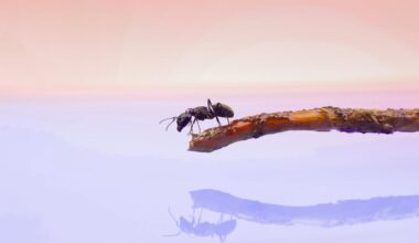 An ant on a twig against a pastel pink and purple background with its reflection on a glossy surface.