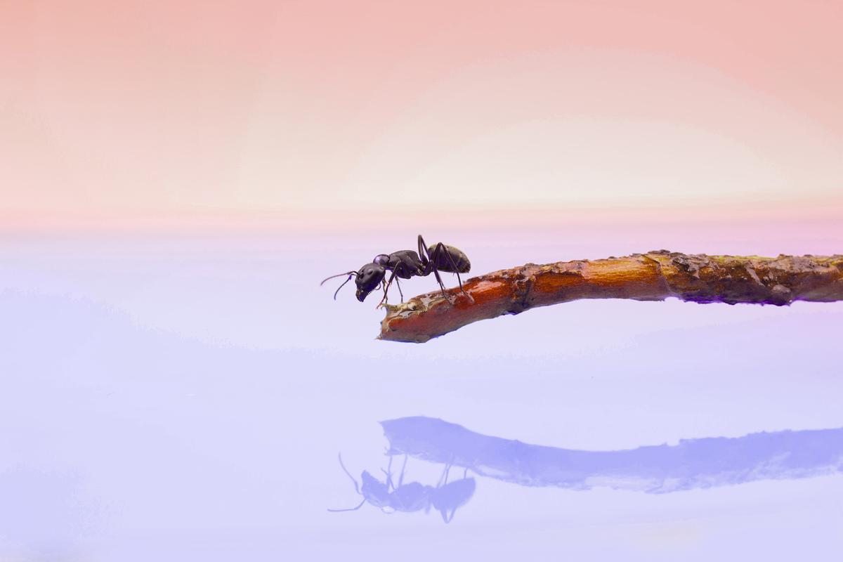 An ant on a twig against a pastel pink and purple background with its reflection on a glossy surface.