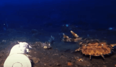 Youtuber Drops Camera Into Ocean And Captures Never Before Seen Deep Sea Species