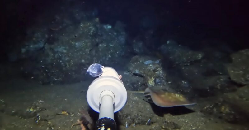 A remotely operated underwater vehicle arm approaches a stingray resting on the ocean floor in a dark, rocky underwater environment.