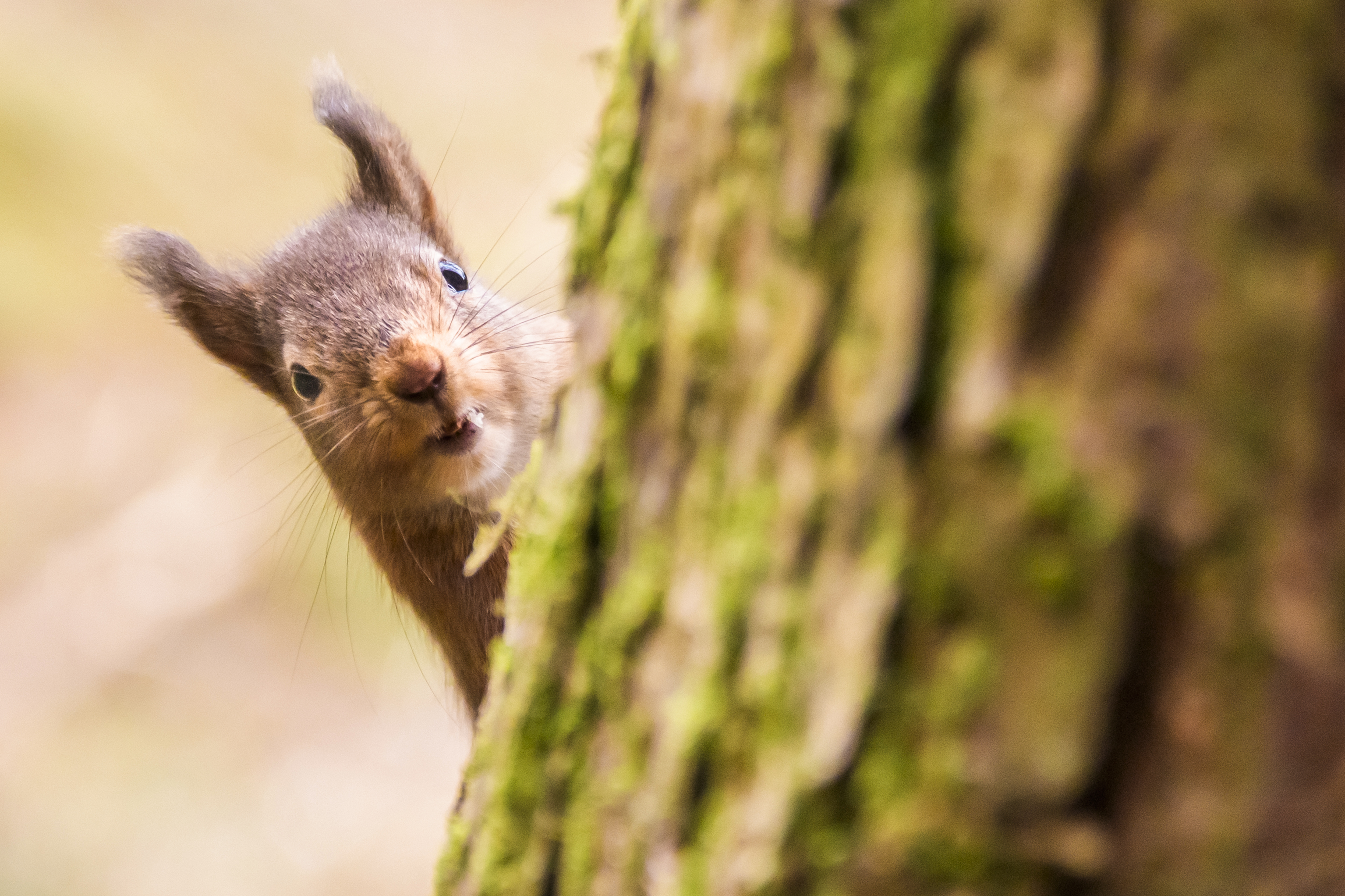 A red squirrel peeking out from behind a tree trunk.