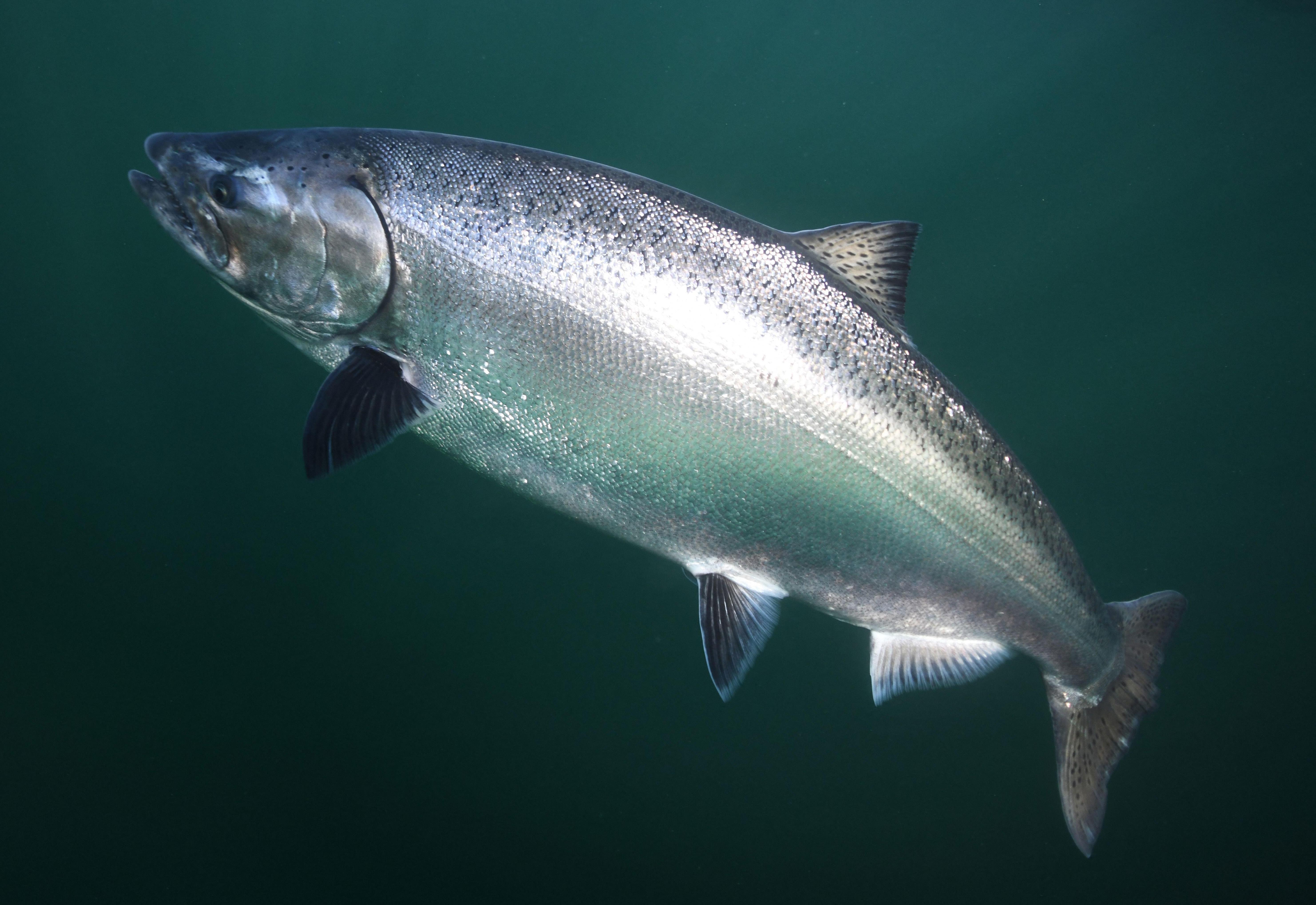 Chinook salmon swimming in the open ocean or a lake.