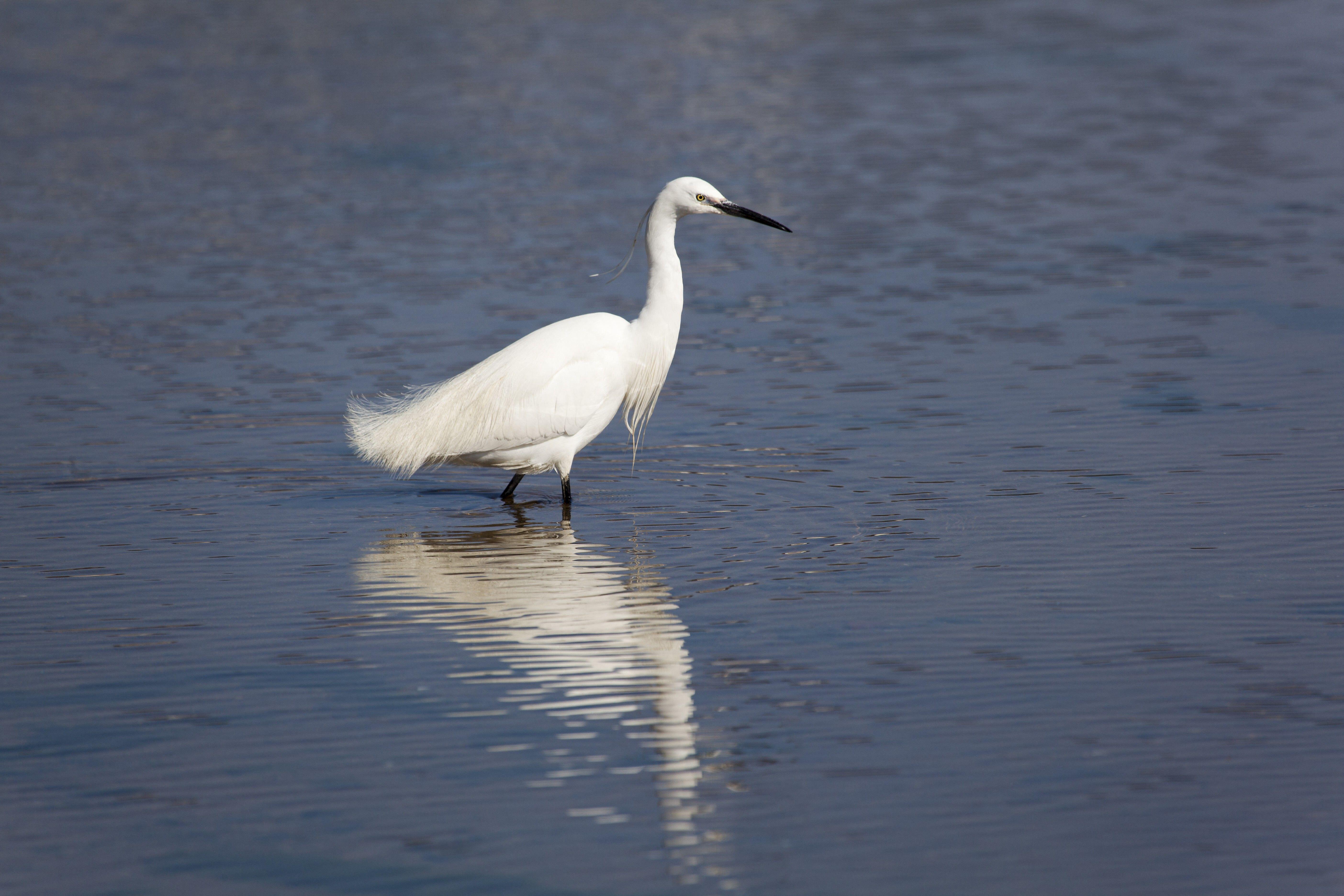 Egretta garzetta, Urdaibai Reserve, Sukarrieta, Bizkaia, Spain, Europe