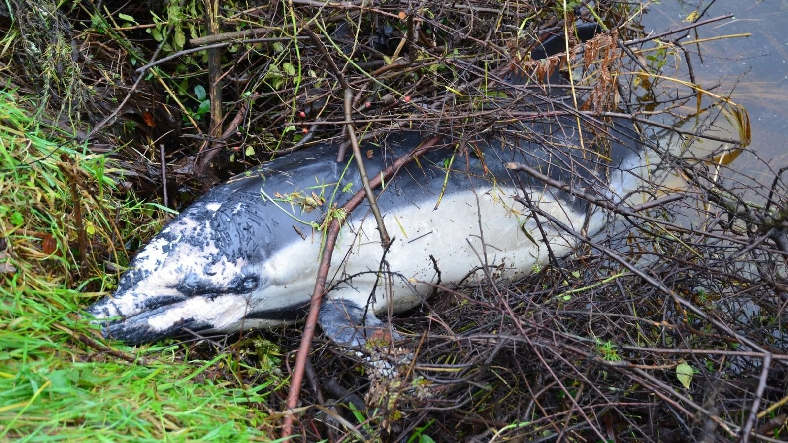 Dead dolphin found on banks of River Barrow in Carlow