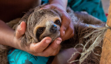 Stricter rules adopted to protect sloths from pet trade and selfie tourism