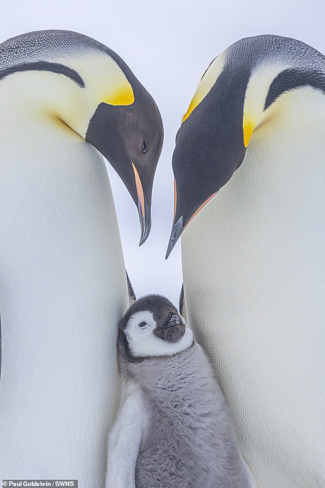 Penguins in Antarctica