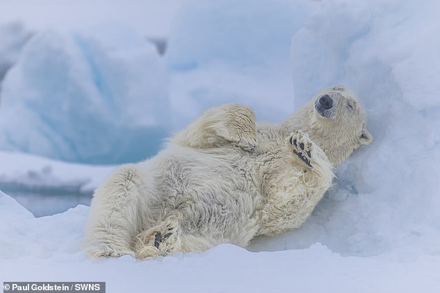 Polar bear in Canada