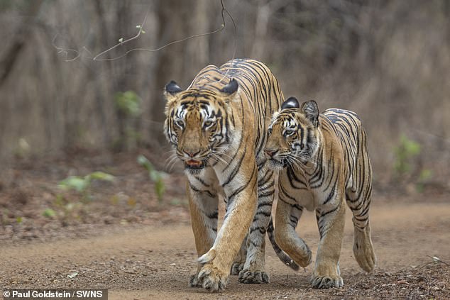 Tigers in India