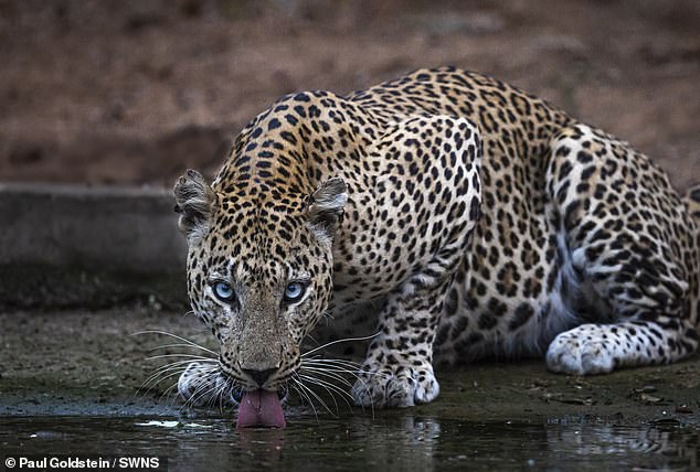 Leopard in India